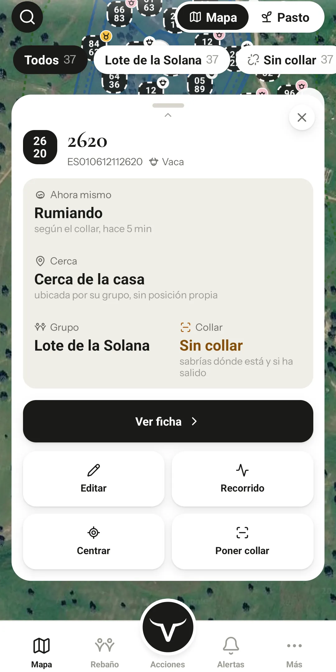 Ficha de la vaca 2620 en la app: estado «Rumiando» según el collar, cerca y grupo.