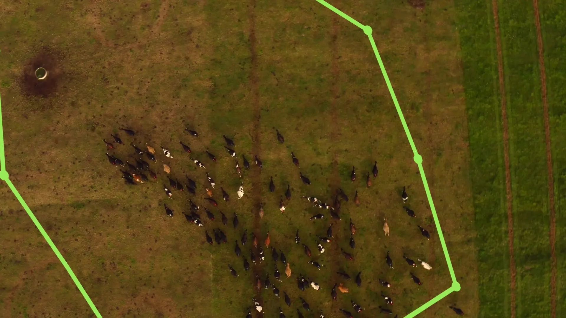 Vista cenital de dron: el rebaño camina hacia el bebedero dentro de una parcela marcada con una línea verde: el límite virtual.