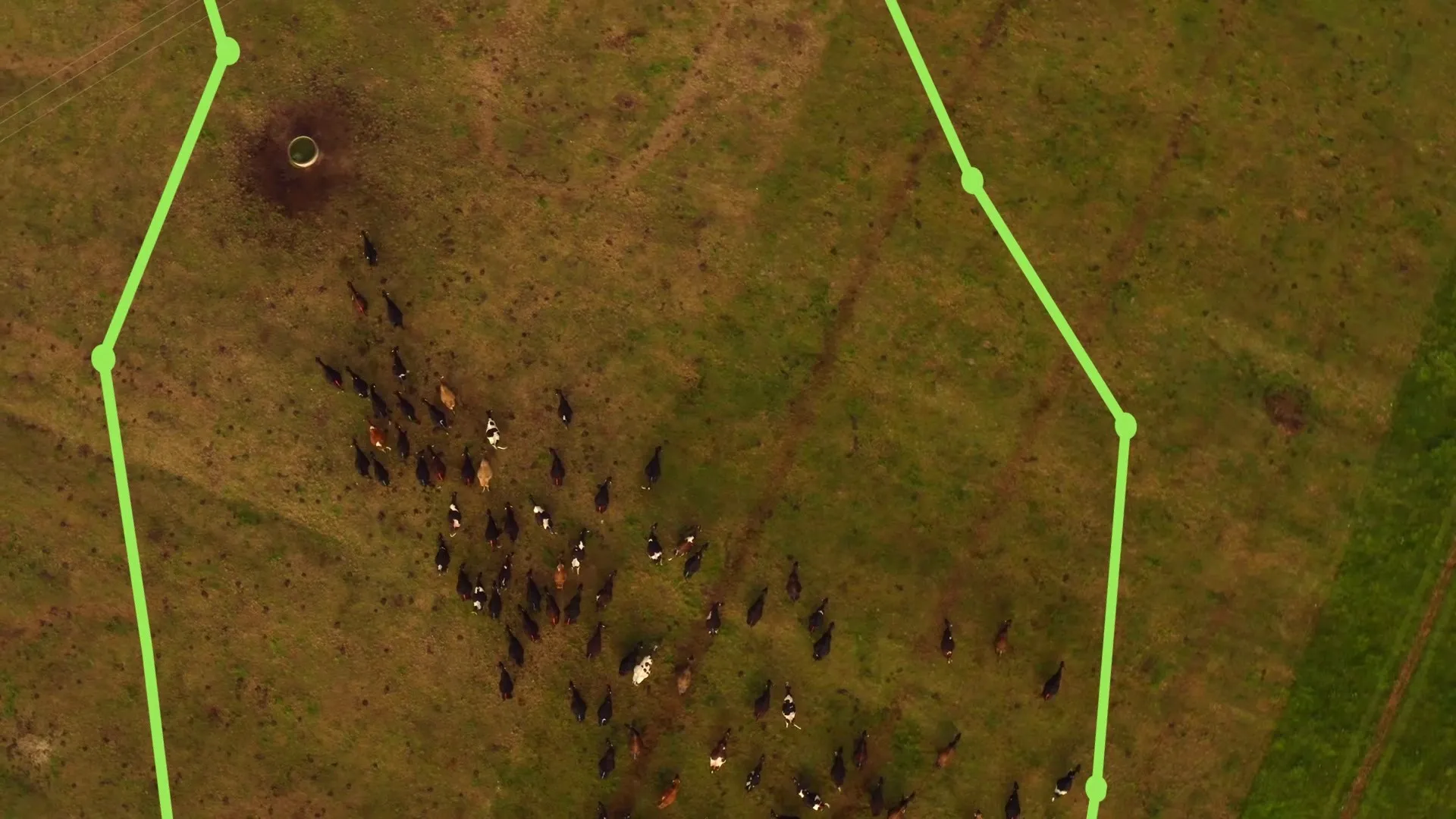 Vista cenital de dron: un rebaño de unas cien reses pastando dentro de un límite virtual dibujado en verde.